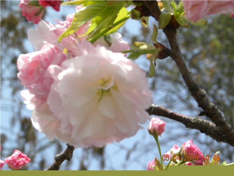DSCN3079.jpg